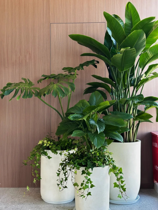 北仑绿植租摆花盆-海曙租绿植服务-杭州湾绿植租摆网络-鄞州绿色植物租赁公司